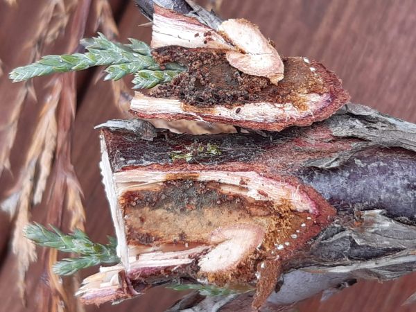 A - nejednoznačne určen&yacute;, nie sme si ist&iacute;