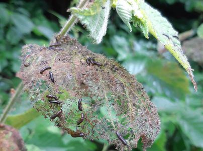 V&aacute;havec jel&scaron;ov&yacute;