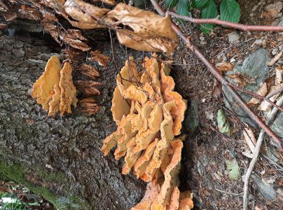 S&iacute;rovec obyčajn&yacute;