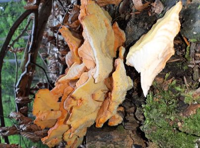 S&iacute;rovec obyčajn&yacute;