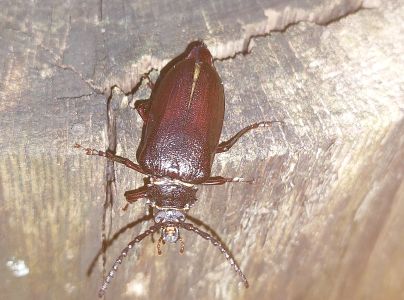 Fuz&aacute;č hrub&yacute;