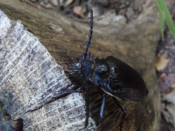 Fuz&aacute;č hrub&yacute;