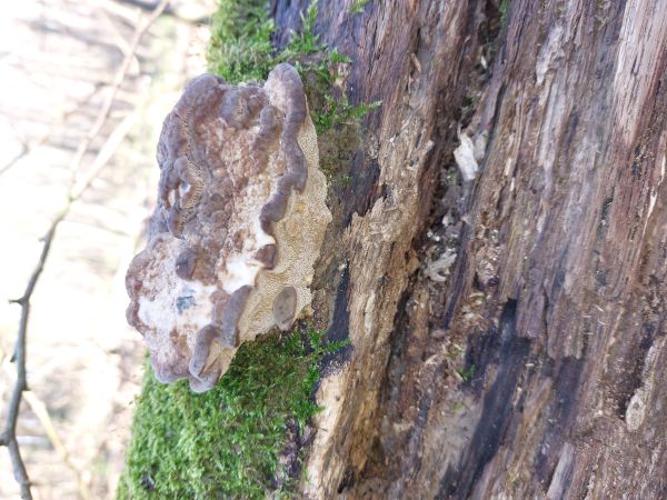 Tr&aacute;movka an&iacute;zov&aacute;