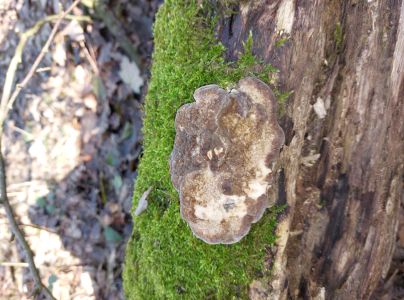 Tr&aacute;movka an&iacute;zov&aacute;