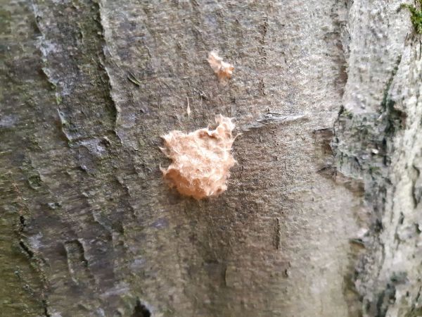 Mn&iacute;&scaron;ka veľkohlav&aacute;