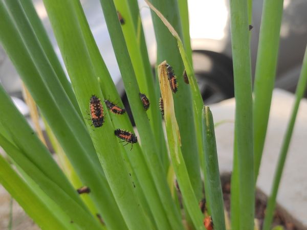 Lienka v&yacute;chodn&aacute;