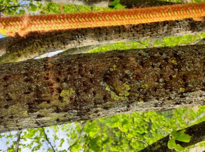 Kr&uacute;žkovanie stromov - ďateľ