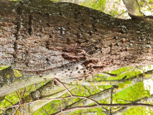 Kr&uacute;žkovanie stromov - ďateľ