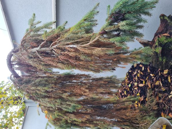 A - nejednoznačne určen&yacute;, nie sme si ist&iacute;