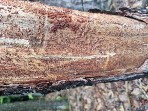 Lykokaz borovicov&yacute;