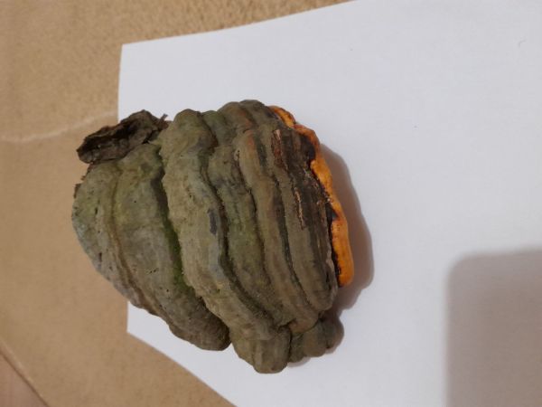 Pr&aacute;chnovec kopytovit&yacute;