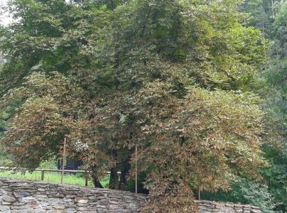 Plosk&aacute;čik paga&scaron;tanov&yacute;