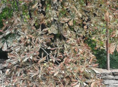 Plosk&aacute;čik paga&scaron;tanov&yacute;