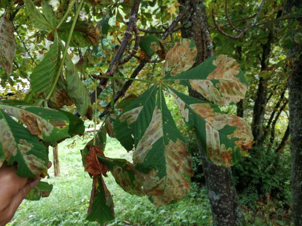 Plosk&aacute;čik paga&scaron;tanov&yacute;