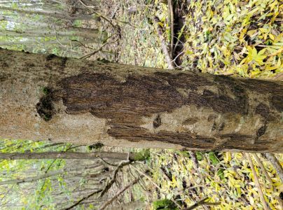 A - nie je v datab&aacute;ze