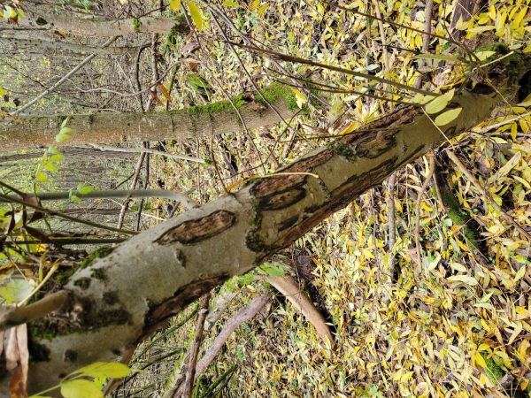 A - nie je v datab&aacute;ze