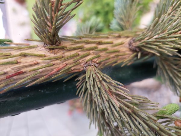 Roztoč smrekov&yacute;