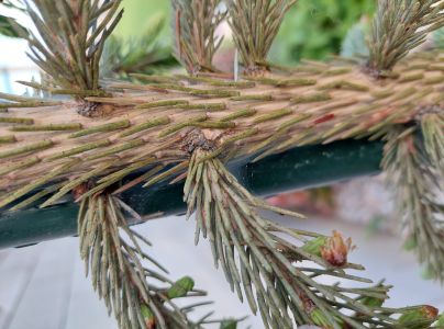 Roztoč smrekov&yacute;