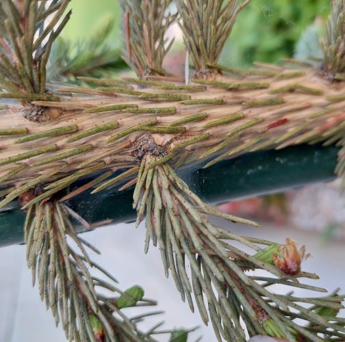 Katarína Vandáková