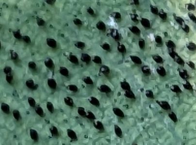 Sietnička dubov&aacute;