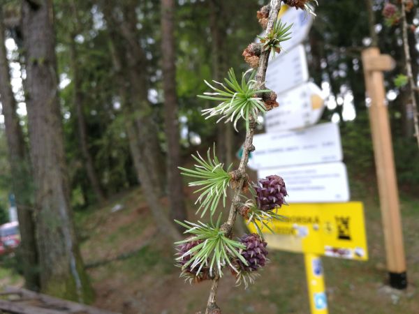 R&uacute;rkovček smrekovcov&yacute; 