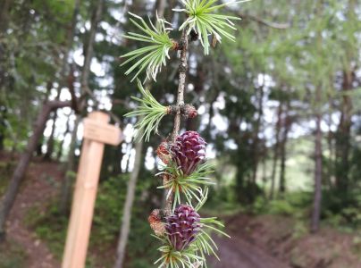 R&uacute;rkovček smrekovcov&yacute; 