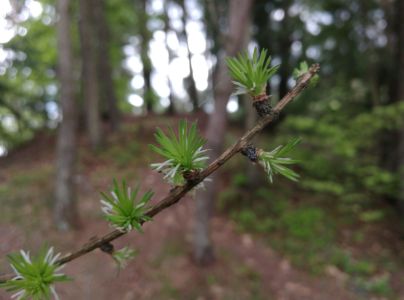 R&uacute;rkovček smrekovcov&yacute; 