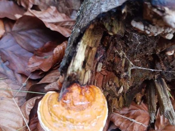 Pr&aacute;chnovček p&aacute;sikav&yacute; 