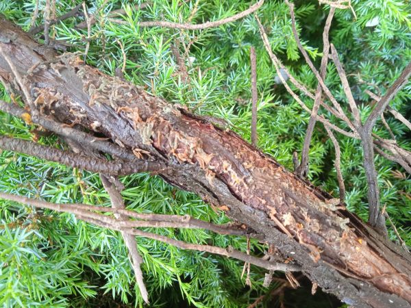 Hrdzavka hru&scaron;kov&aacute;