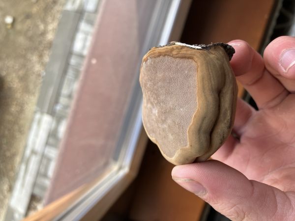 Pr&aacute;chnovec kopytovit&yacute;