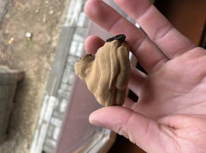 Pr&aacute;chnovec kopytovit&yacute;