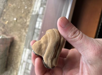 Pr&aacute;chnovec kopytovit&yacute;