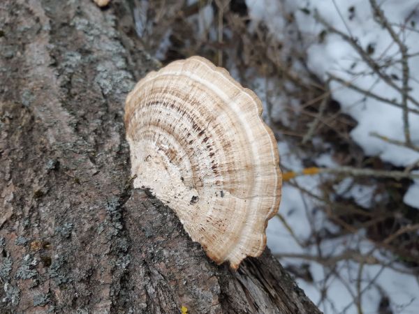 Lupeňovka brezov&aacute;