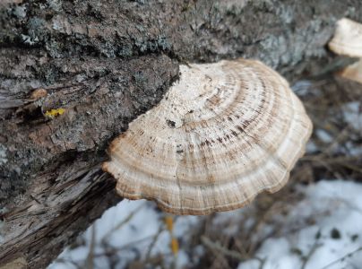 Lupeňovka brezov&aacute;