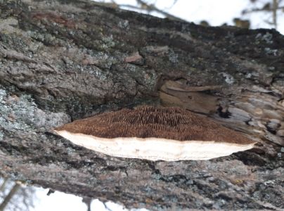 Lupeňovka brezov&aacute;