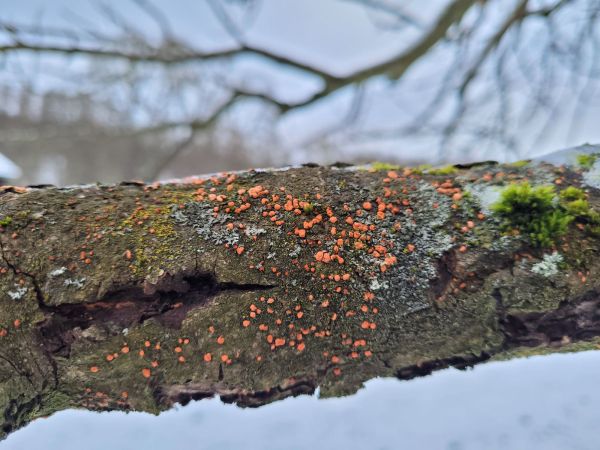 Hlivka &Scaron;arl&aacute;tov&aacute;