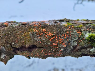 Hlivka &Scaron;arl&aacute;tov&aacute;