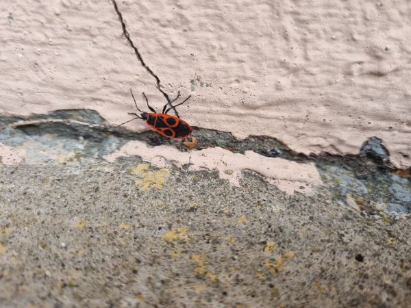 Cifru&scaron;a bezkr&iacute;dla 