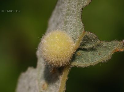 Piliarka Pontania gallarum