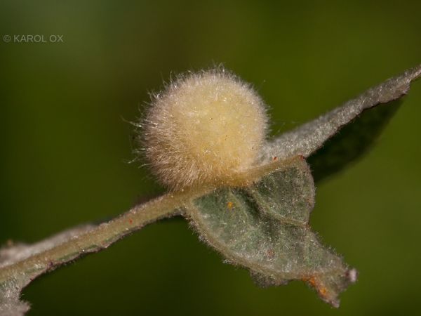 Piliarka Pontania gallarum