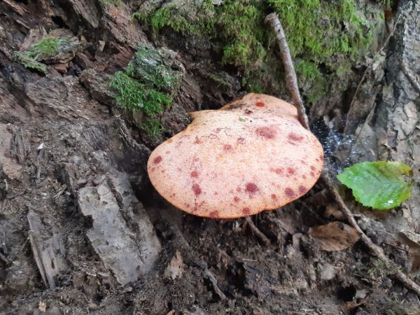 Pečeňovec dubov&yacute;