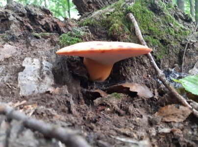 Pečeňovec dubov&yacute;