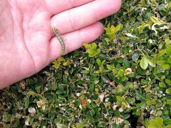 V&iacute;jačka kru&scaron;p&aacute;nov&aacute;