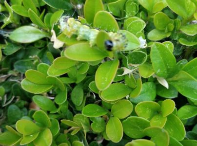 V&iacute;jačka kru&scaron;p&aacute;nov&aacute;