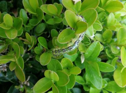 V&iacute;jačka kru&scaron;p&aacute;nov&aacute;