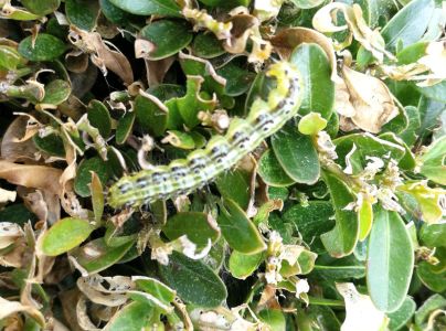 V&iacute;jačka kru&scaron;p&aacute;nov&aacute;