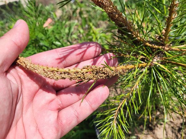 Ploskanka sadenicov&aacute;