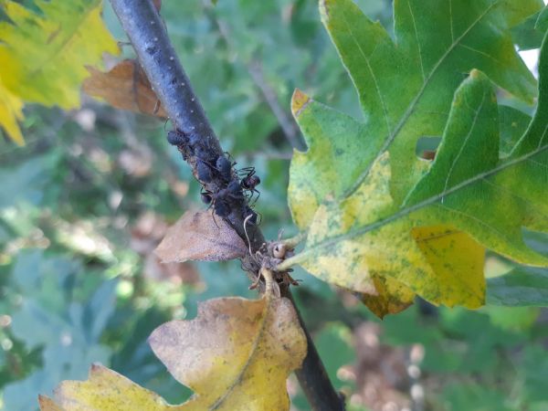 Medovnica dubov&aacute;