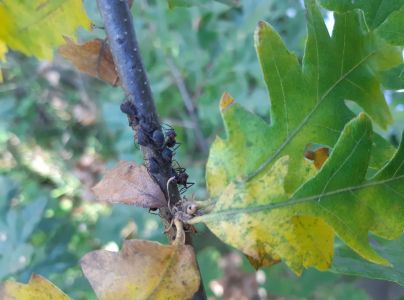 Medovnica dubov&aacute;