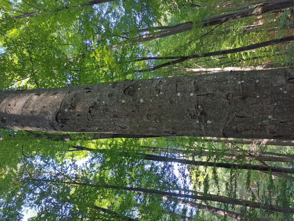 Lykožr&uacute;t bukov&yacute;